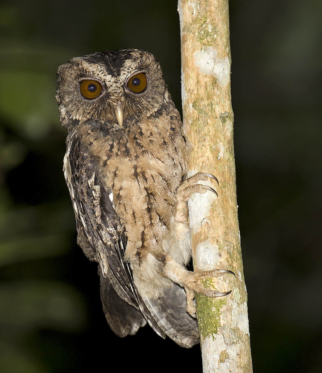 Palawan Scops-Owl - ML648191168