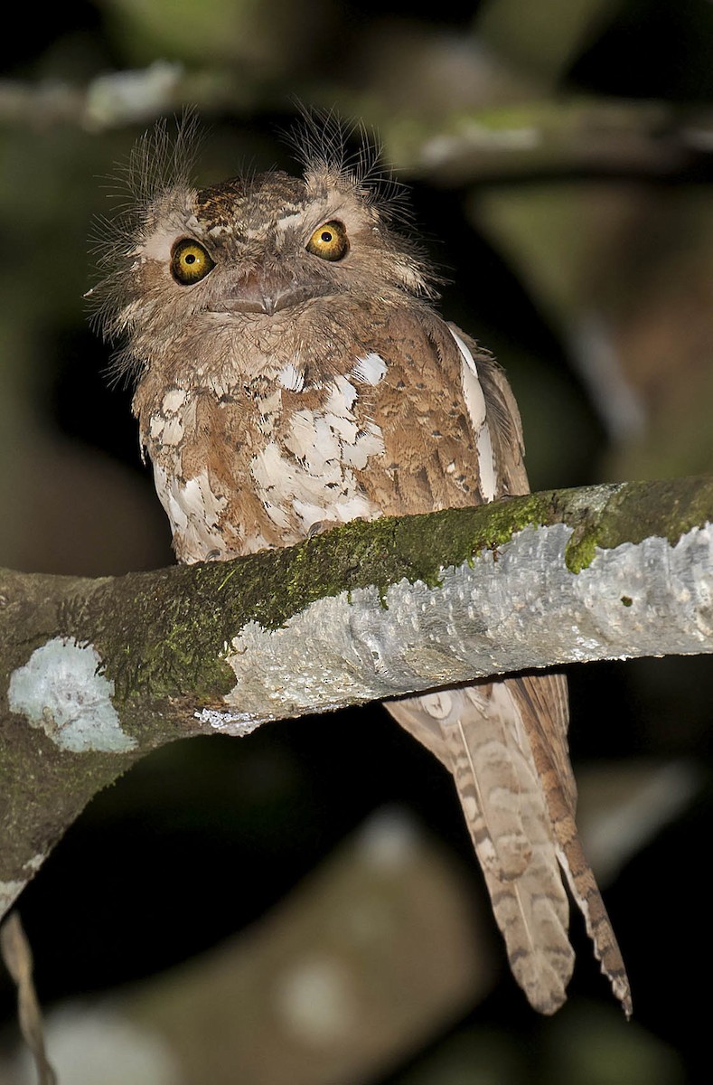 Palawan Frogmouth - ML648191194