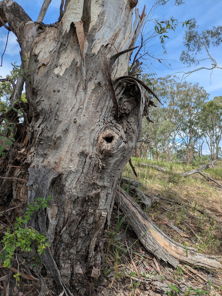 Sacred Kingfisher - ML648192491