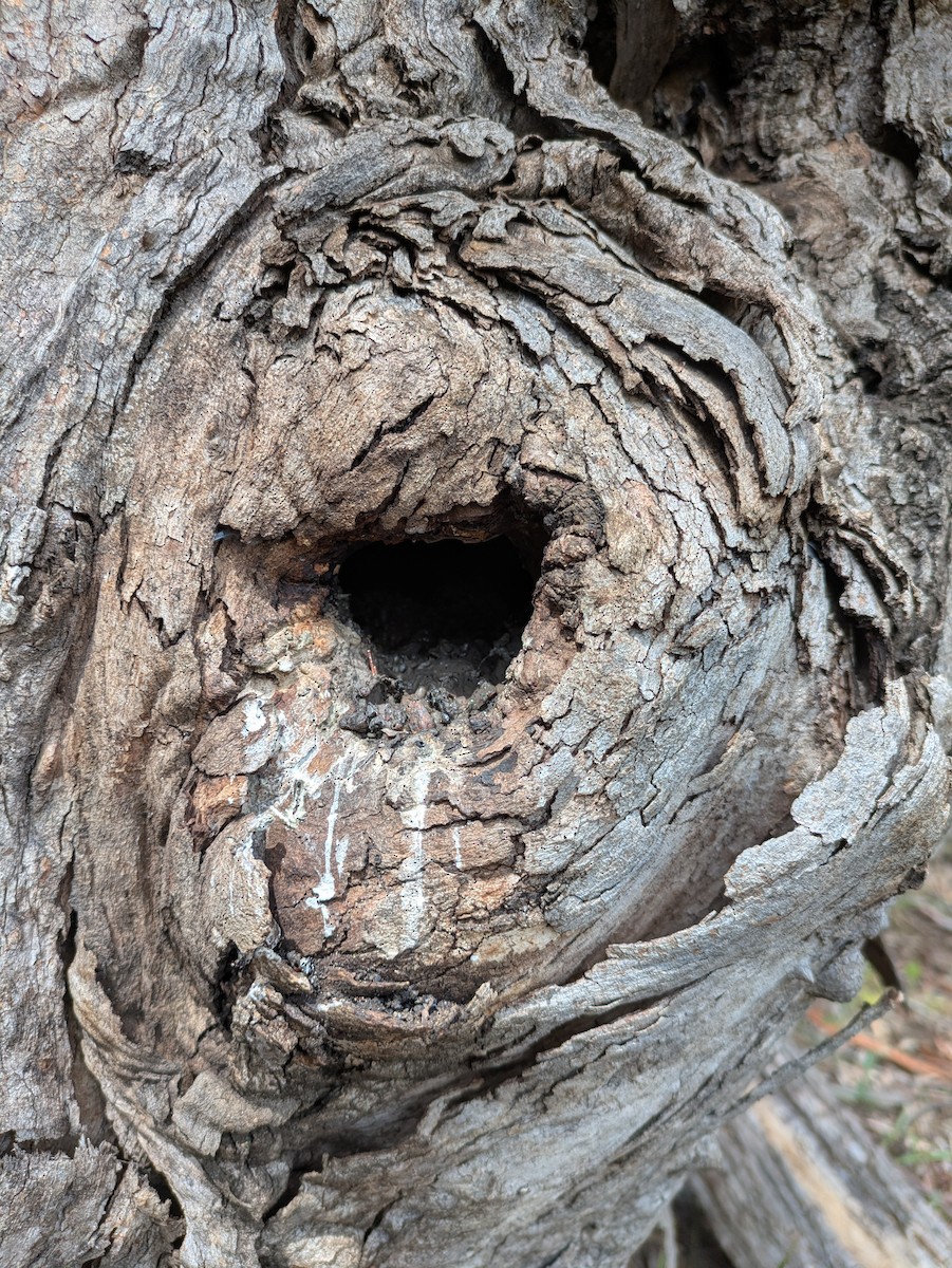 Sacred Kingfisher - ML648192492
