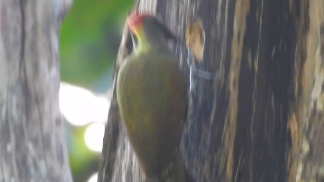 Küçük Sarıense - ML648192605