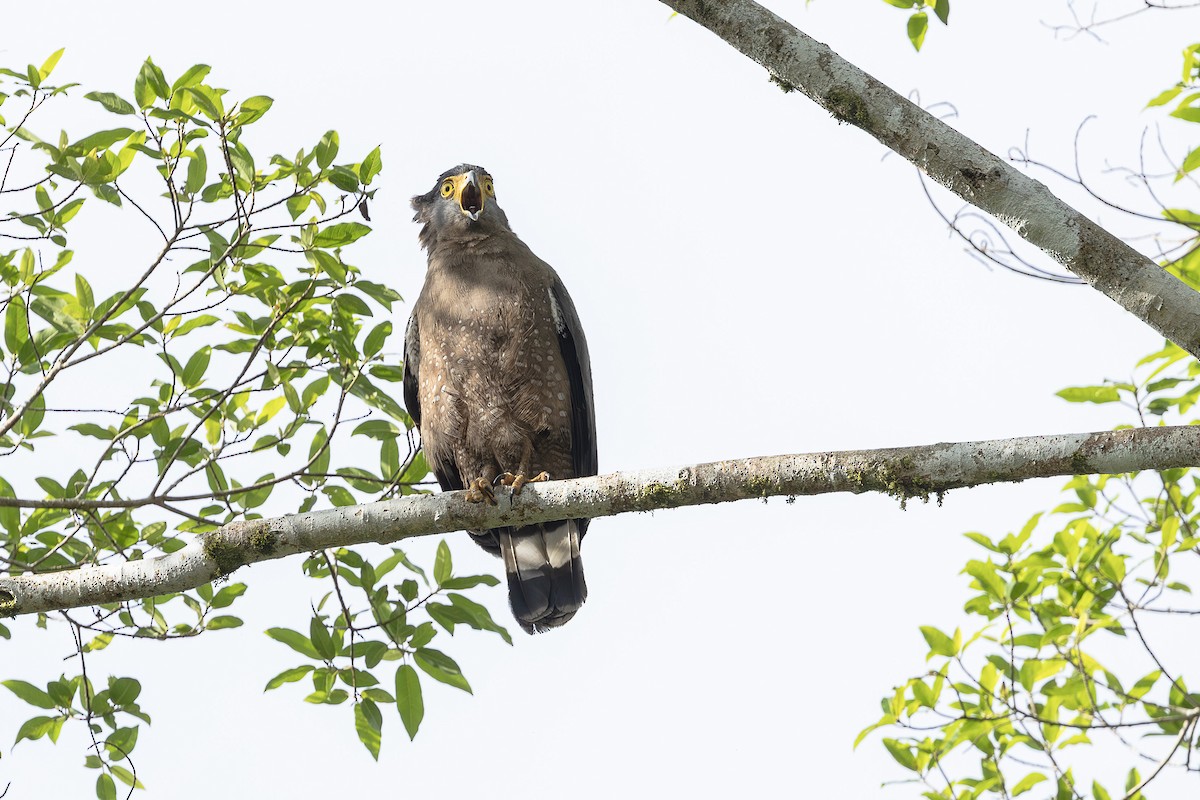 Crested Serpent-Eagle - ML648192834