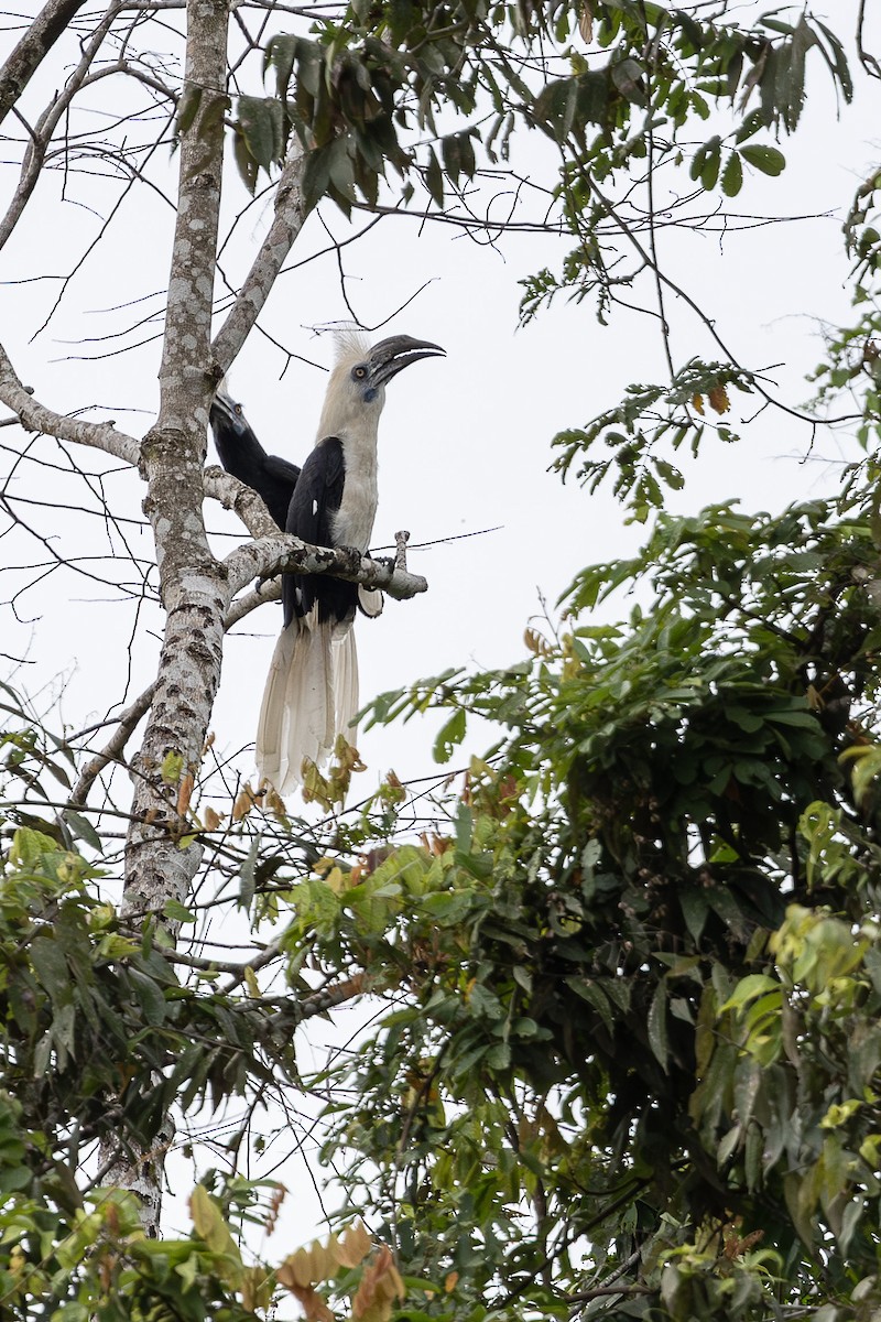 White-crowned Hornbill - ML648192838