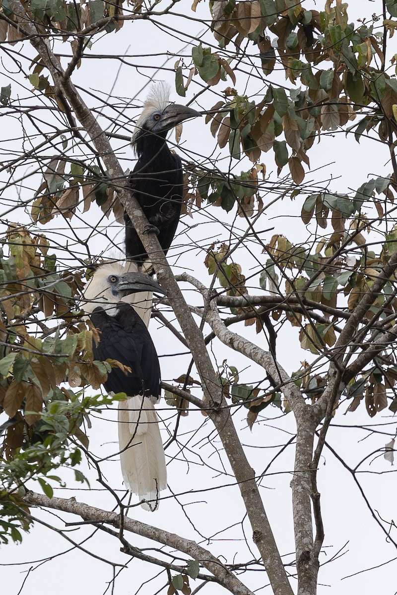 White-crowned Hornbill - ML648192839
