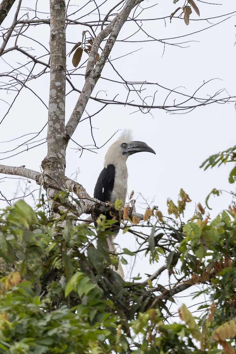 White-crowned Hornbill - ML648192840