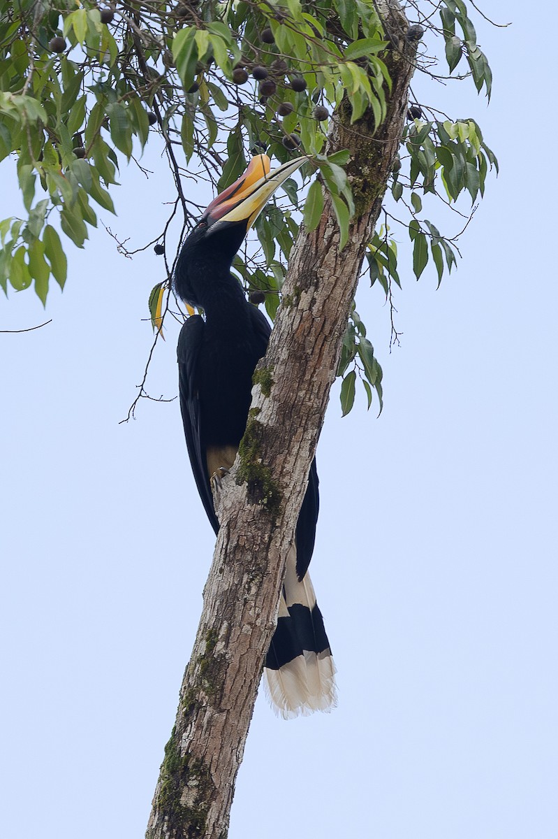 Rhinoceros Hornbill - ML648192858
