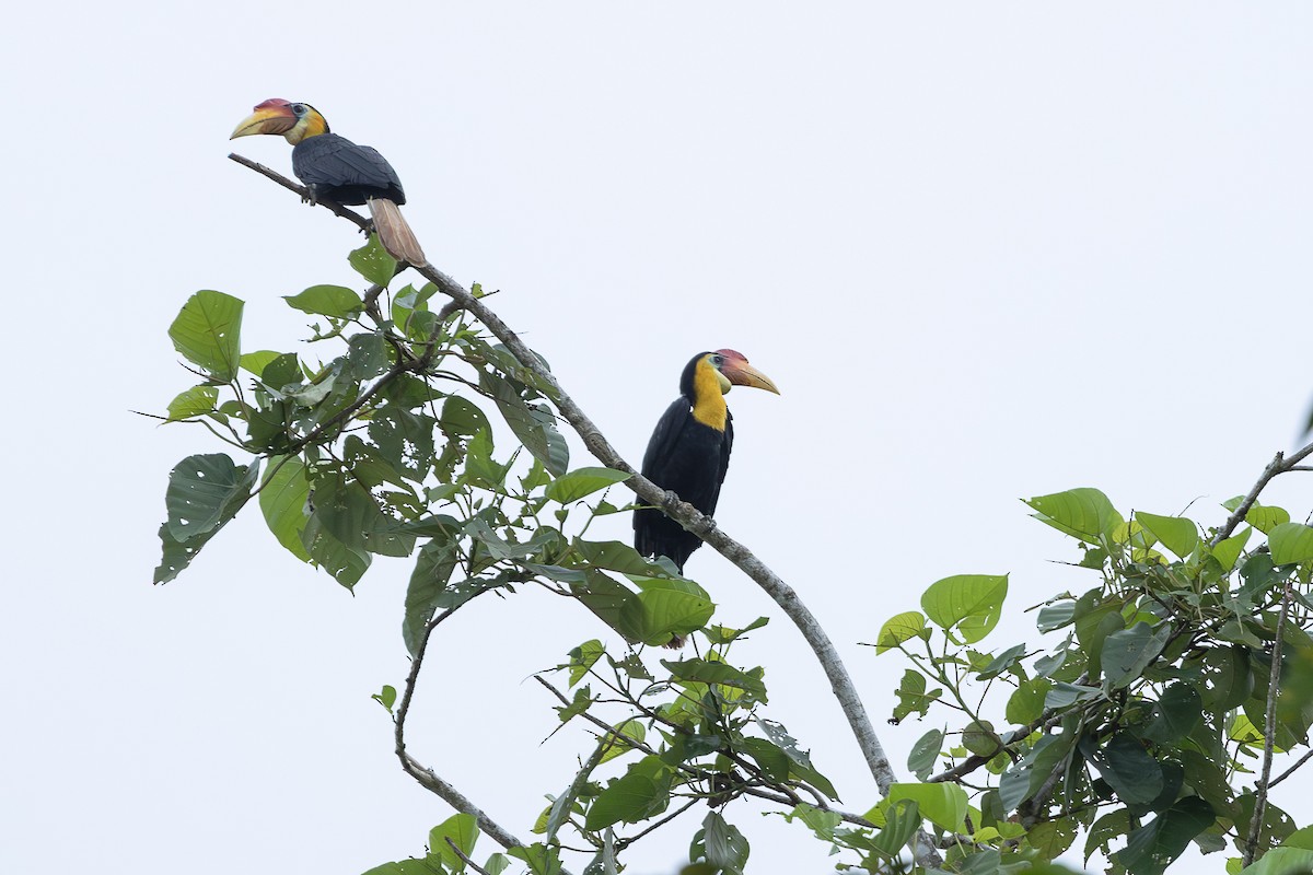Wrinkled Hornbill - ML648192859