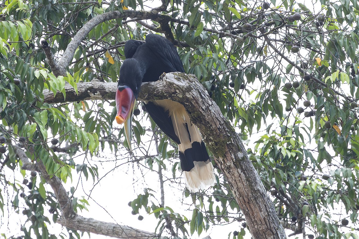 Rhinoceros Hornbill - ML648192860