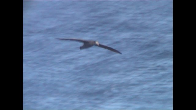 Kuzey Dev Fırtınakuşu - ML648192876