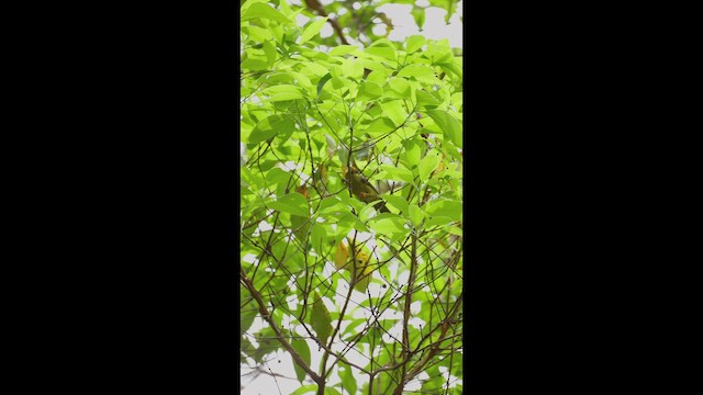 Bell Miner - ML648193009