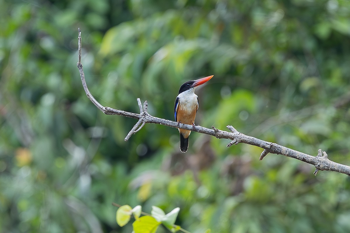Black-capped Kingfisher - ML648193155