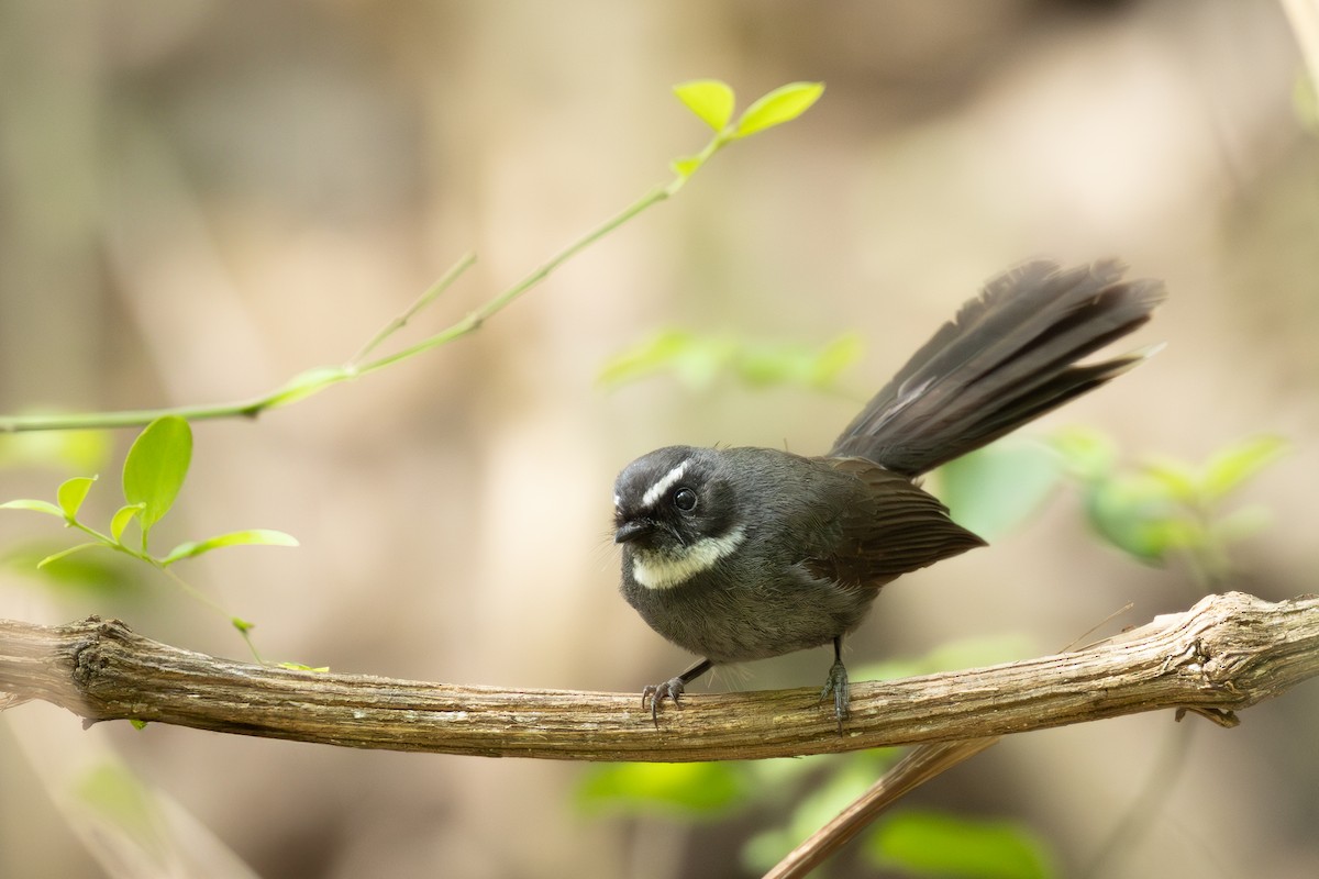 White-throated Fantail - ML648193465