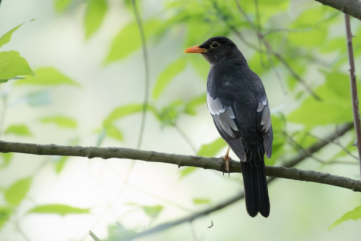 Gray-winged Blackbird - ML648193639