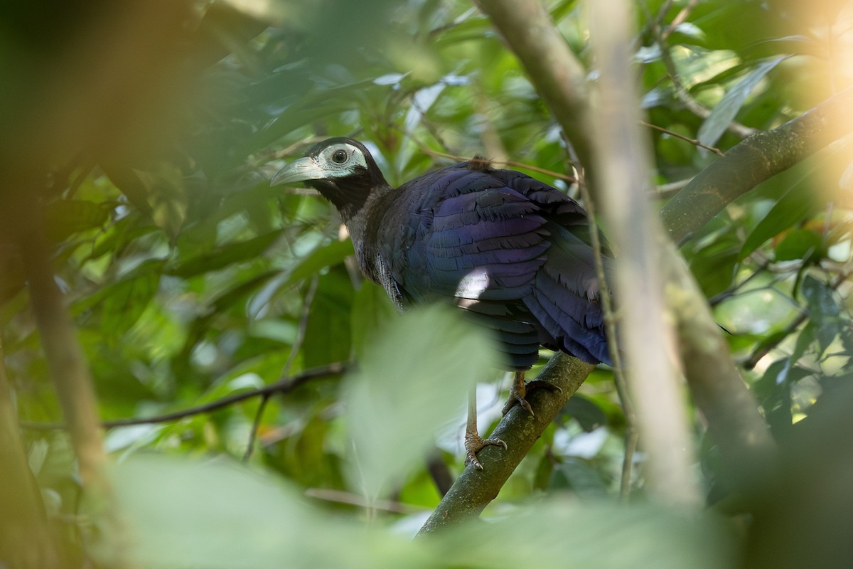 Bornean Ground-Cuckoo - ML648193812