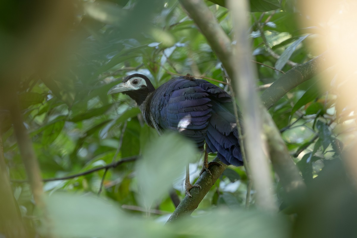 Bornean Ground-Cuckoo - ML648193813