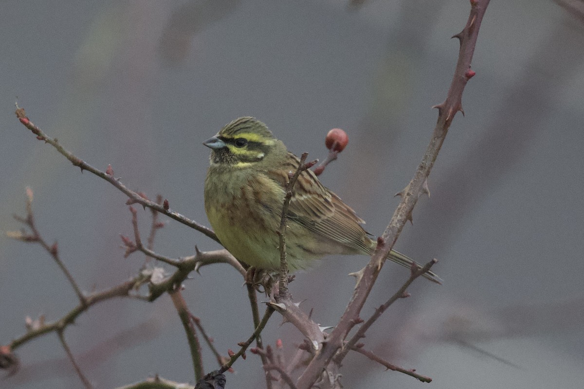 Вівсянка городня - ML648193940
