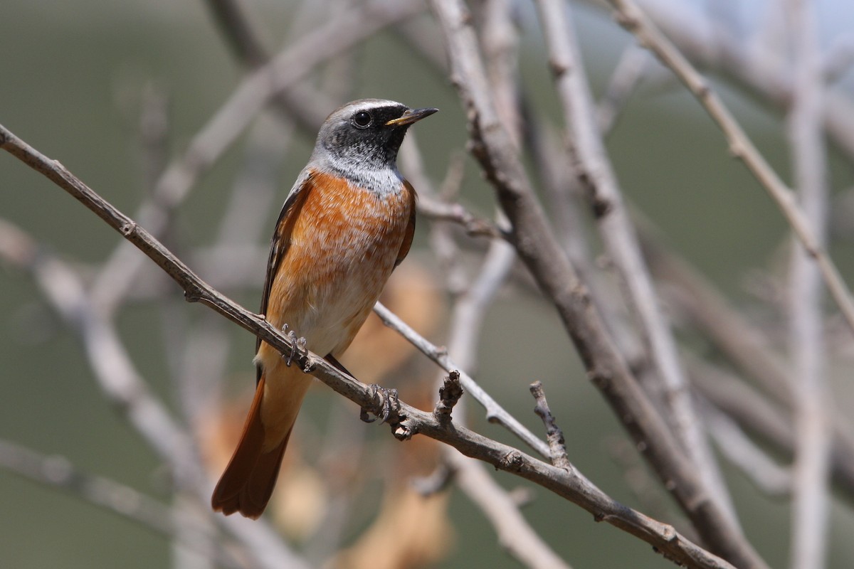 Common Redstart - ML64819551