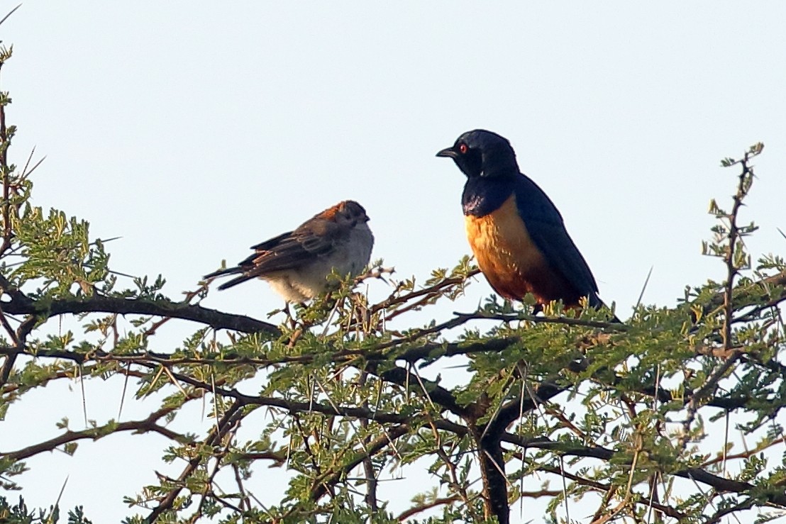 Hildebrandt's Starling - ML648195657