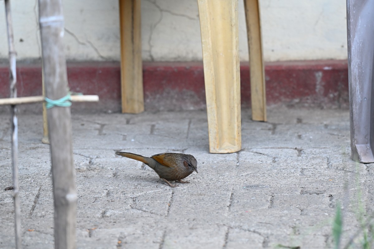 Borstenhäherling - ML648195931