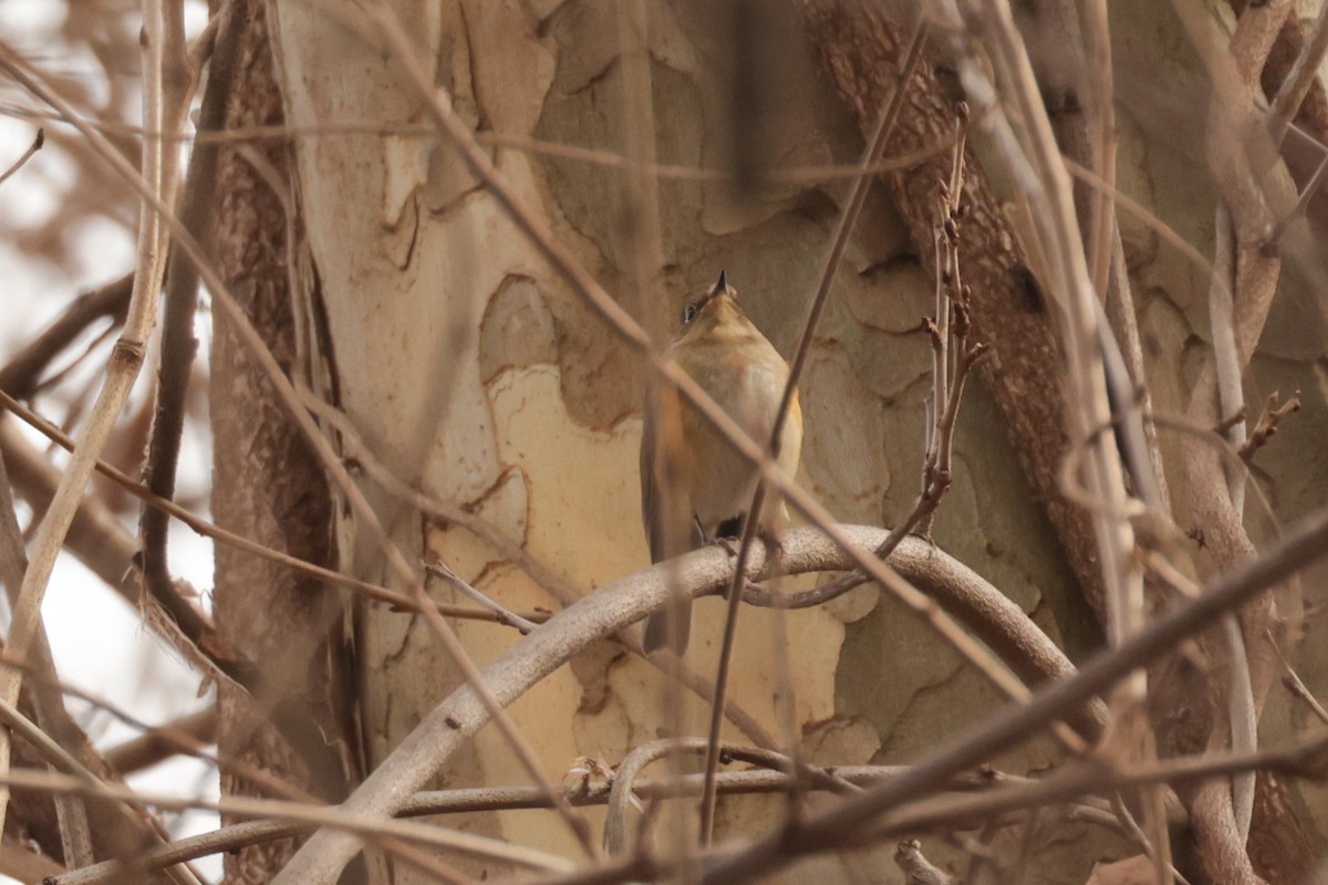 Red-flanked Bluetail - ML648196377