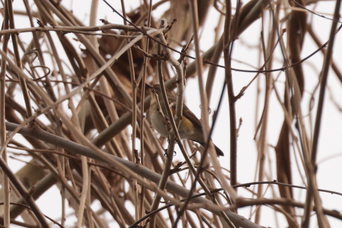 Red-flanked Bluetail - ML648196383
