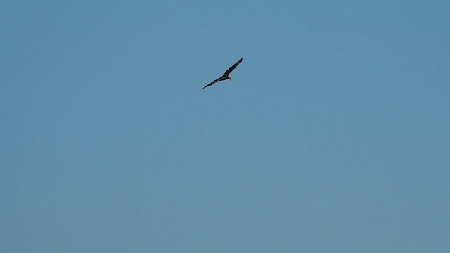 Eastern Marsh Harrier - ML648196853