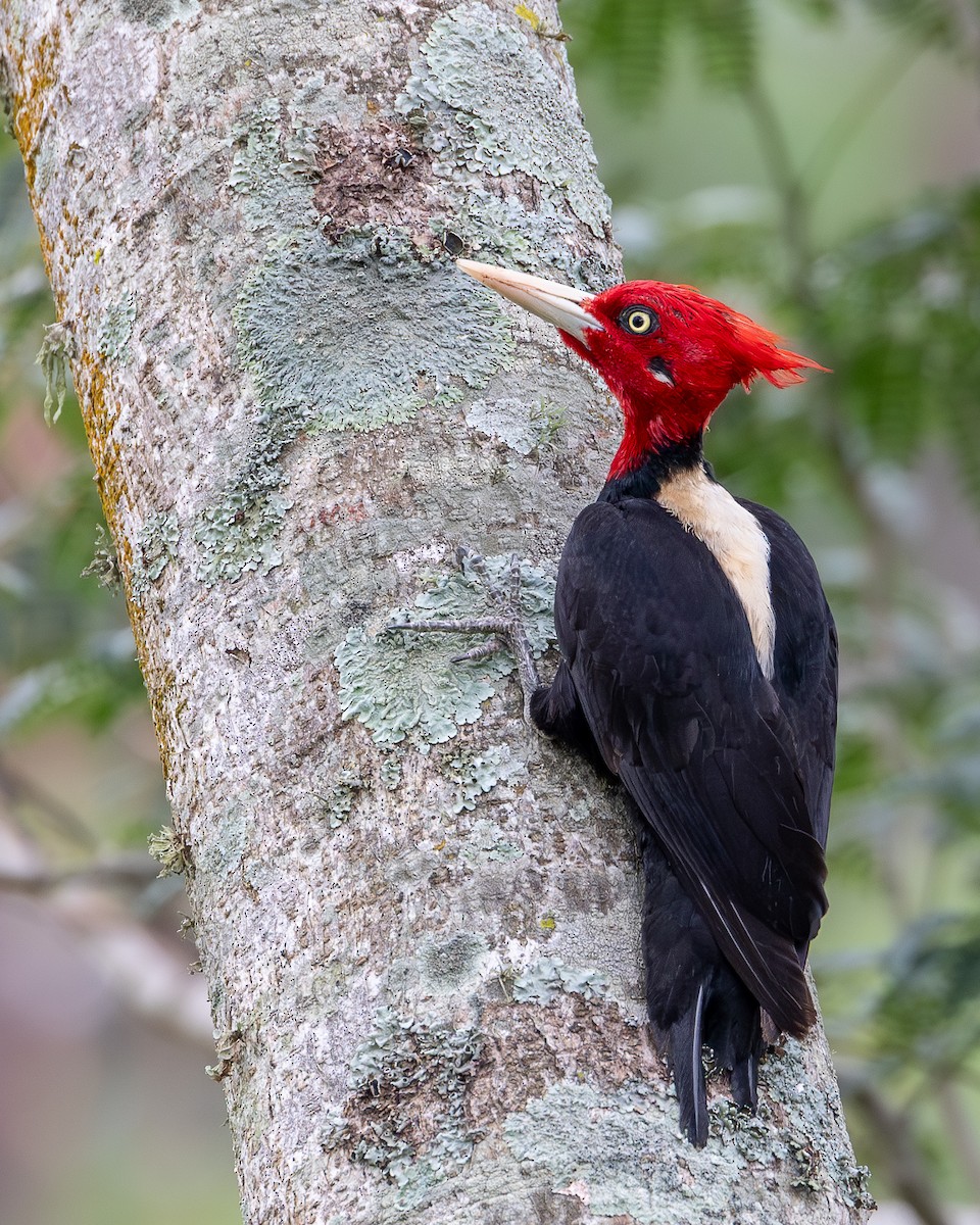 Cream-backed Woodpecker - ML648196927