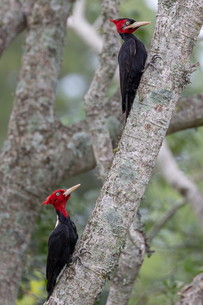 Cream-backed Woodpecker - ML648196929