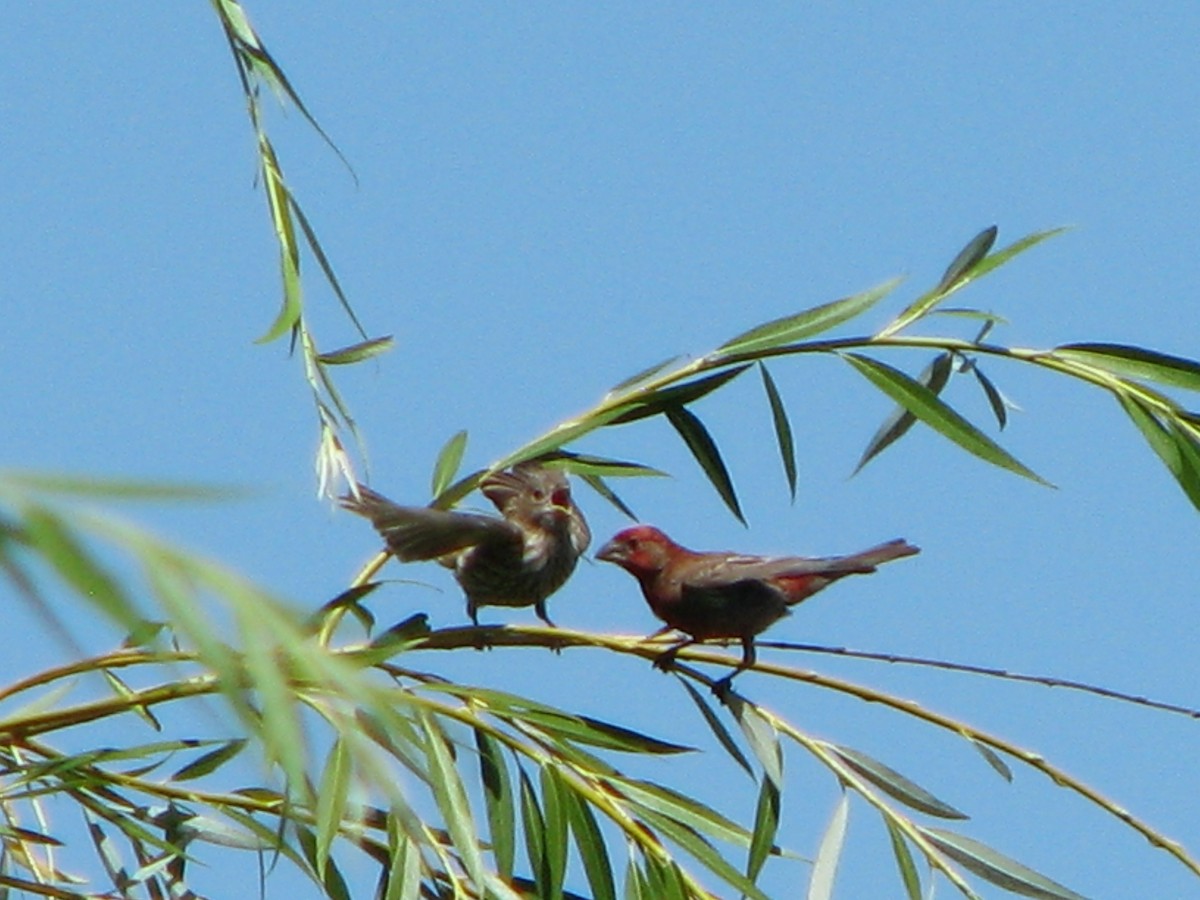 House Finch - ML64819701