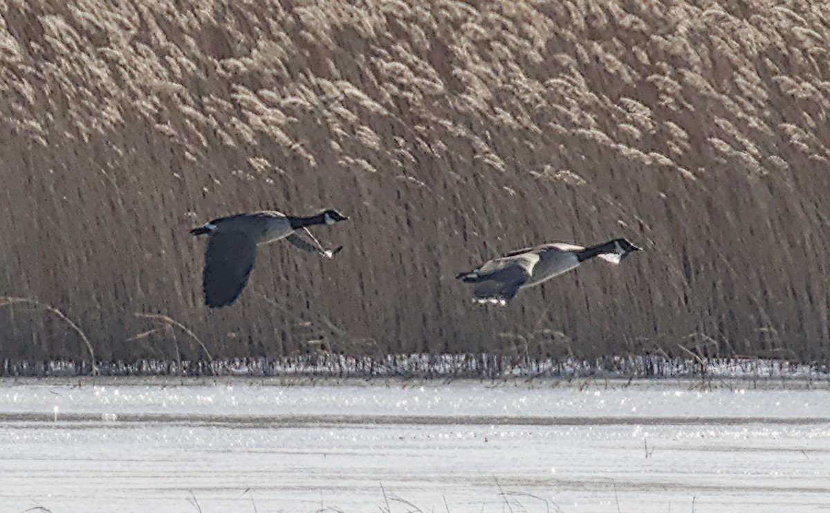 eBird Checklist - 31 Dec 2025 - Parker River NWR - 19 species