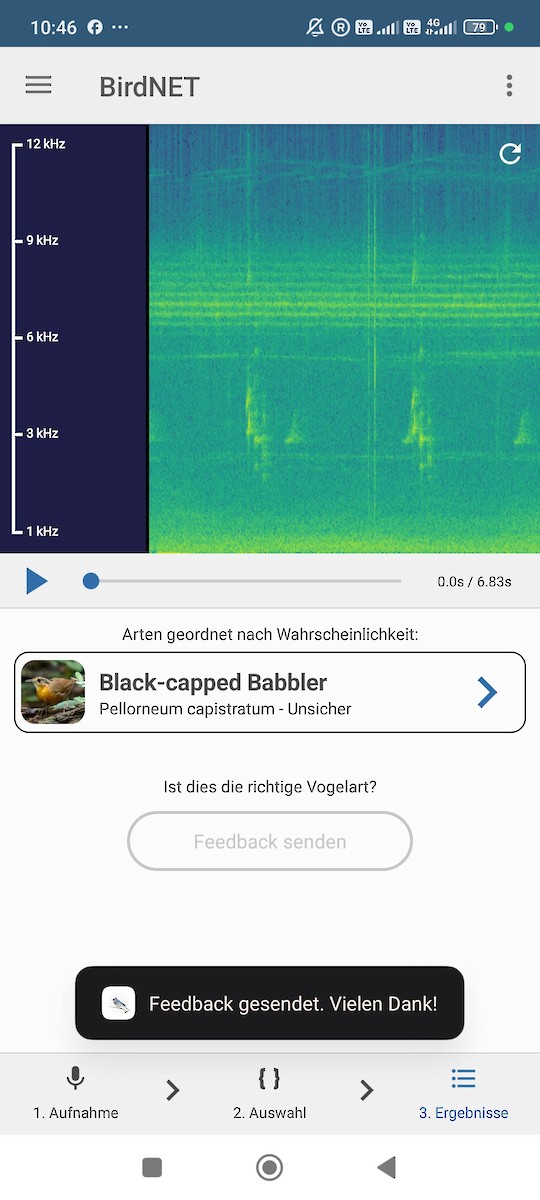 Malayan Black-capped Babbler - ML648197590
