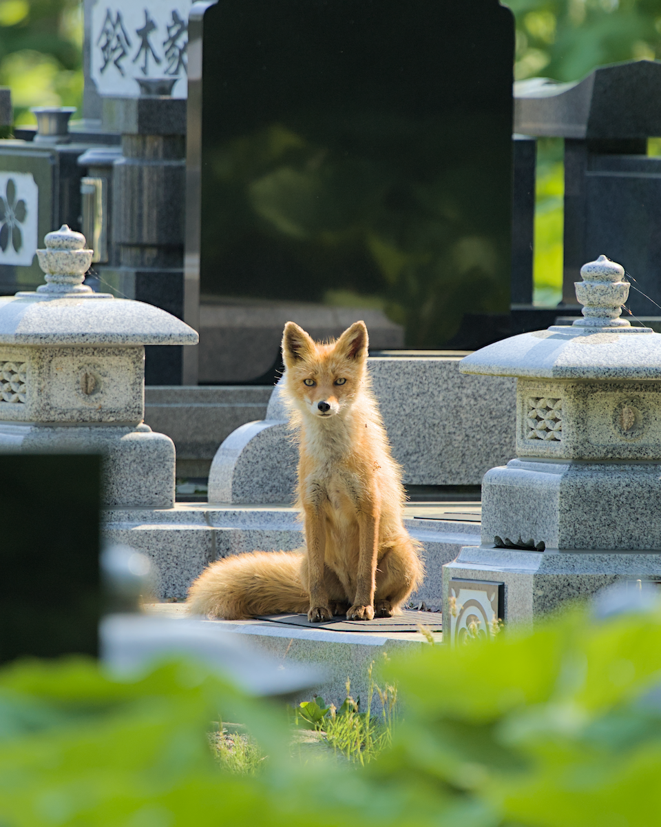 Ezo Red Fox - ML648198263