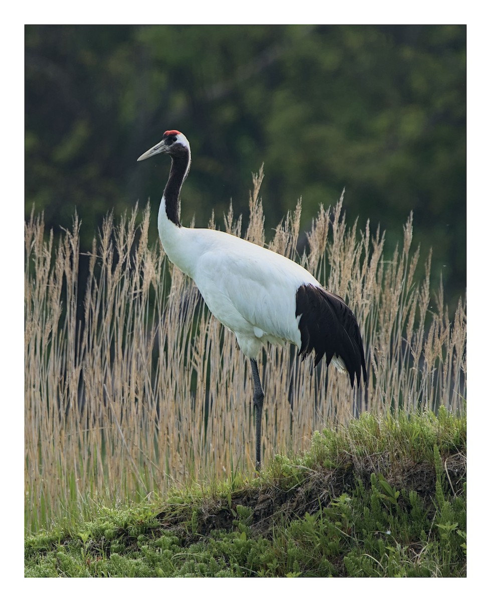 Red-crowned Crane - ML648198653