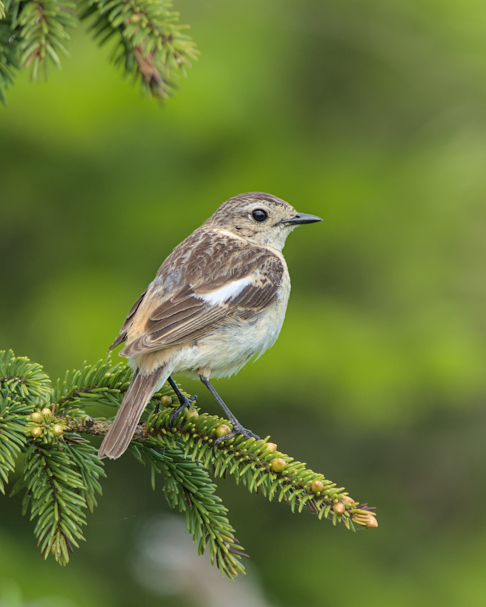 דוחל כתום-שת - ML648198753