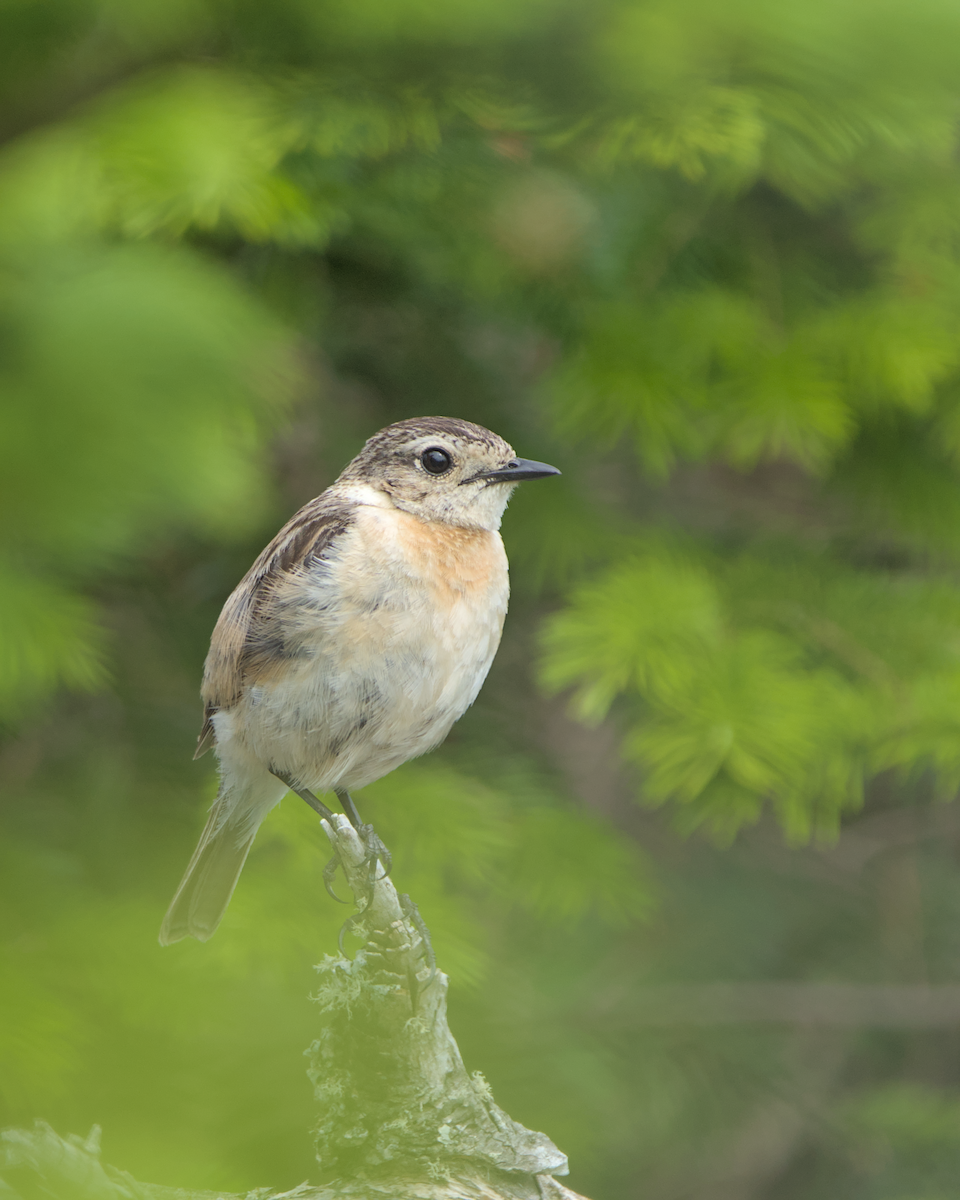 דוחל כתום-שת - ML648198754