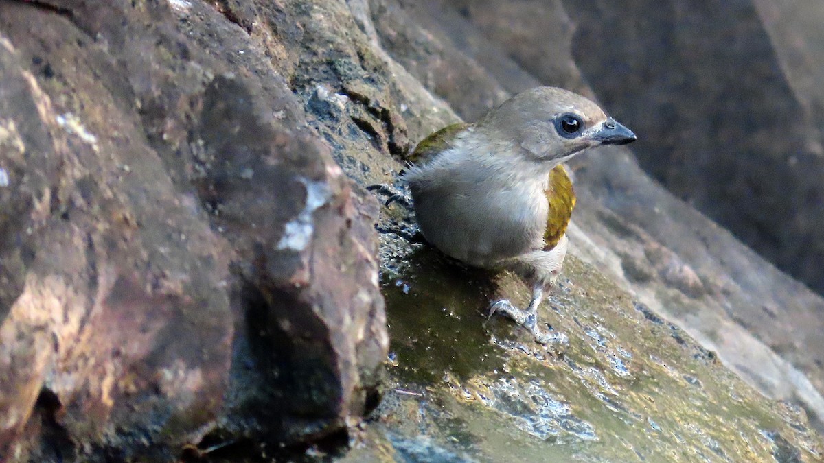 Lesser Honeyguide - ML648199212