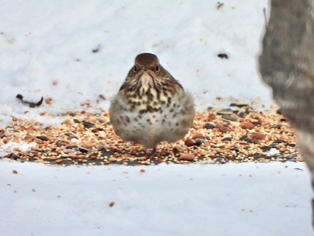 Hermit Thrush - ML648200097