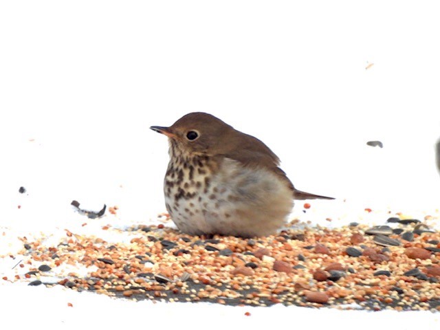Hermit Thrush - ML648200098