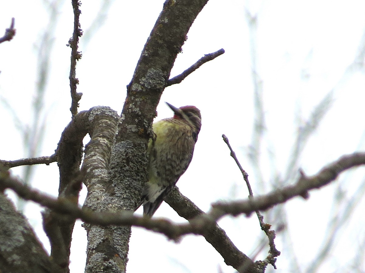 Yellow-bellied Sapsucker - ML648200749
