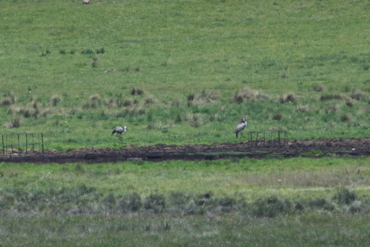 Grue caronculée - ML648200785