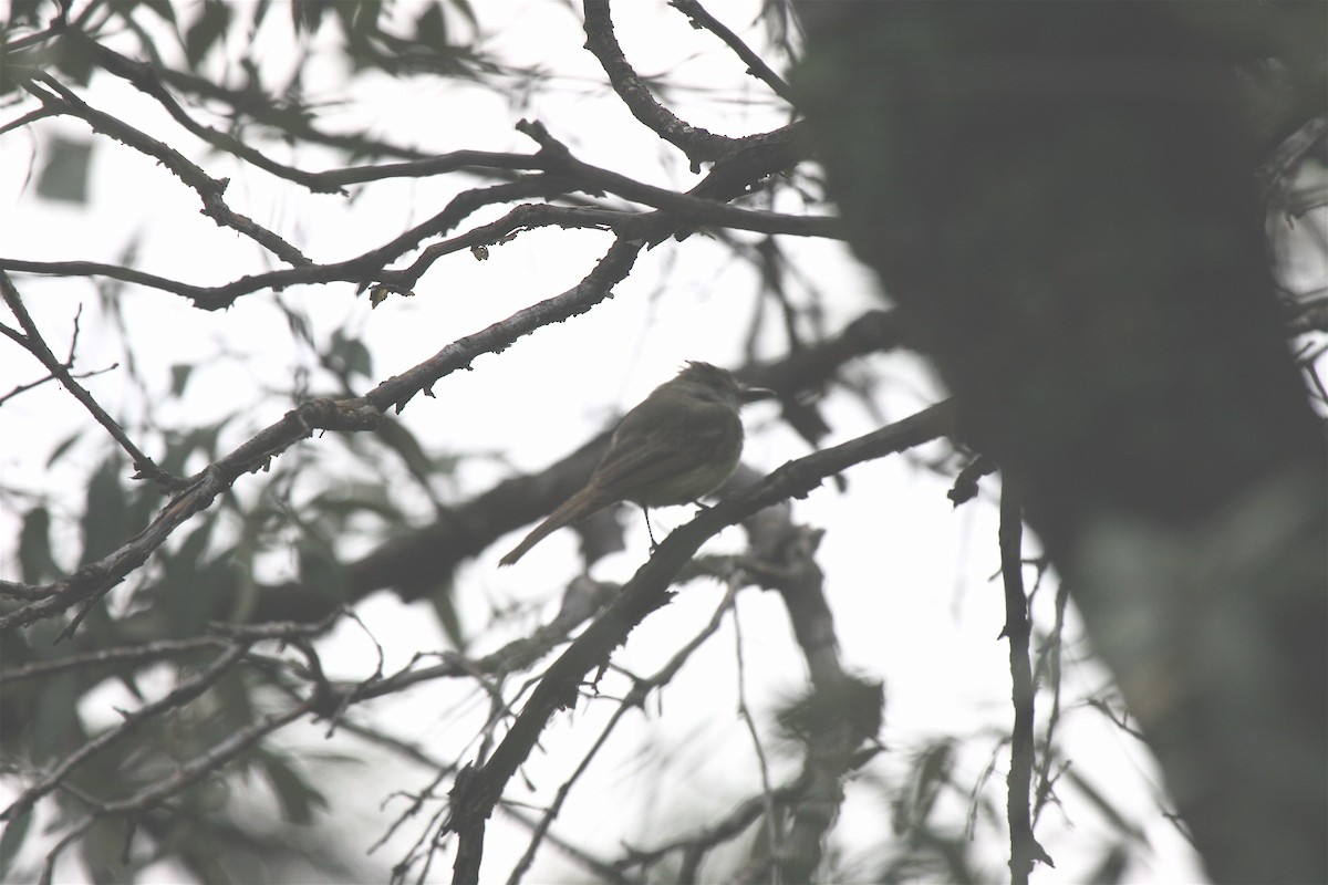 Dusky-capped Flycatcher - ML648200847