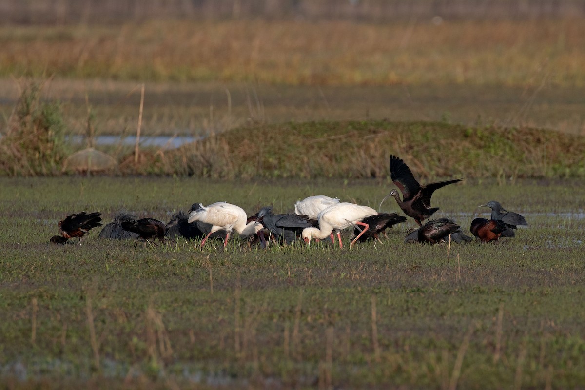 Rotgesichtlöffler - ML648201789