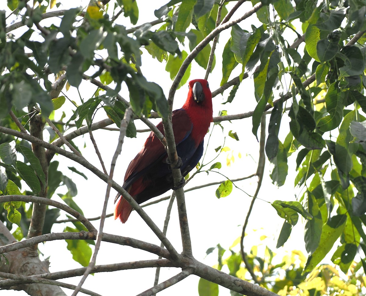 Papuan Eclectus - ML648201808