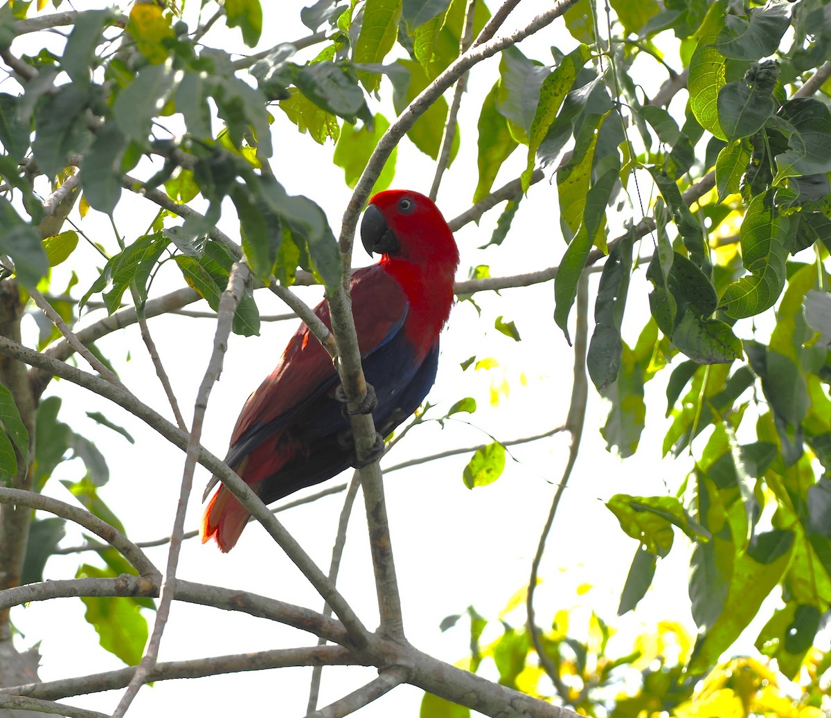 Papuan Eclectus - ML648201812