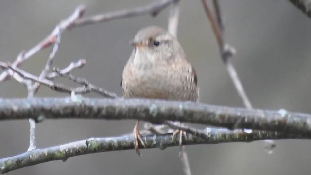 フユミソサザイ - ML648201818