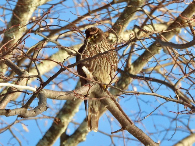 Merlin - ML648201877