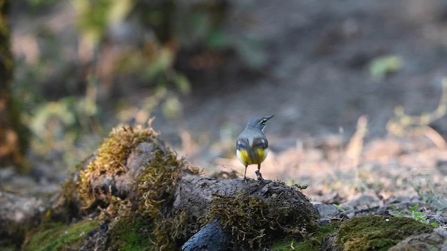 Gebirgsstelze - ML648201971