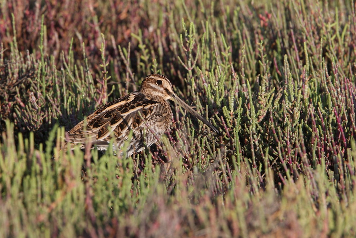 Common Snipe - ML64820201