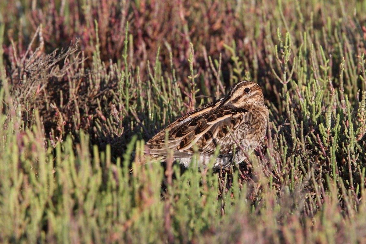 Common Snipe - ML64820211