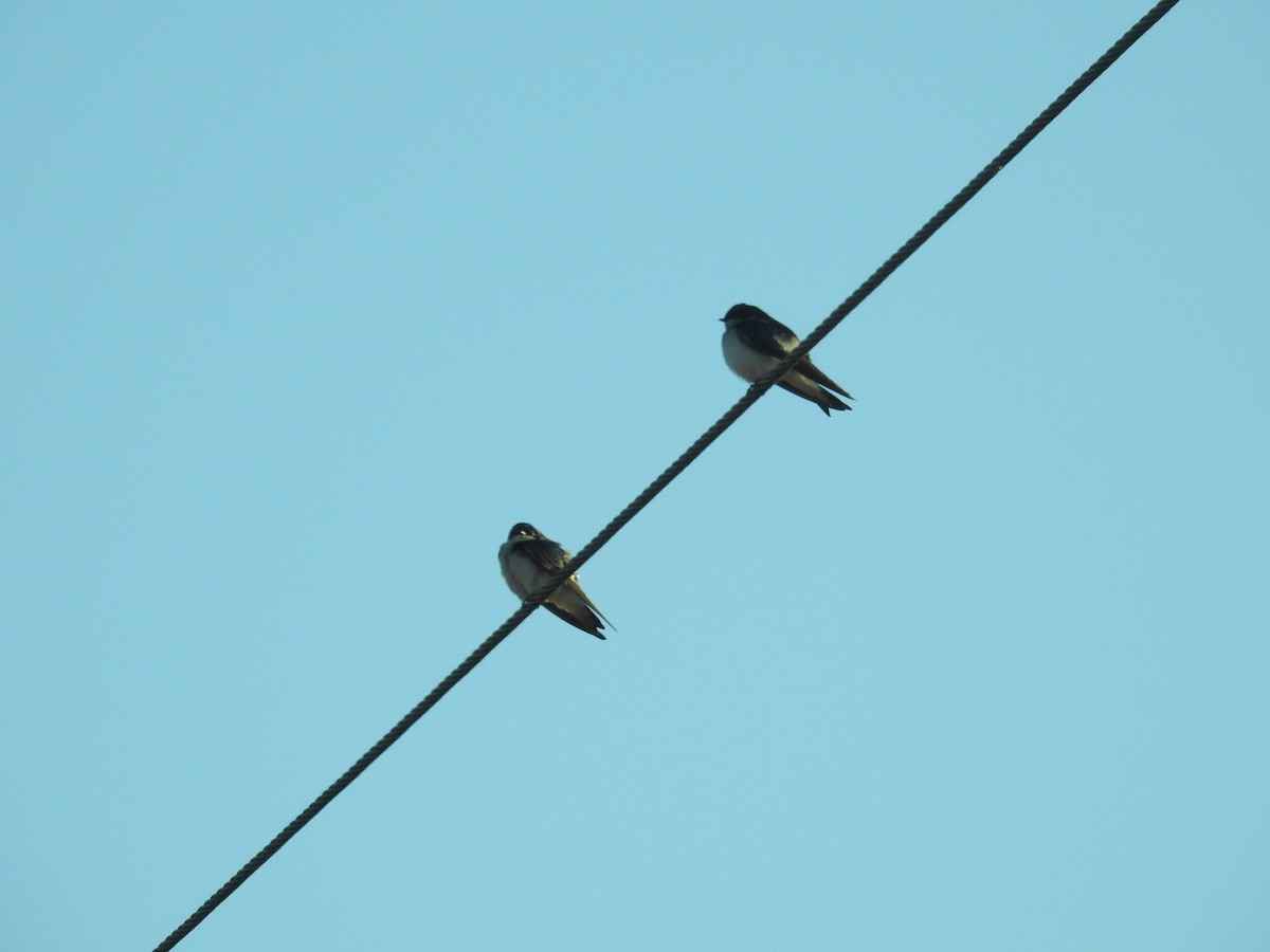 Tree Swallow - ML648202185